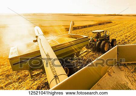 Combine unloads into a grain wagon during corn harvest, near Nerstrand; Minnesota, United States of America View Large Photo Image Stock Photograph - Combine unloads into a grain wagon during corn harvest, near Nerstrand; Minnesota, United States of America. Fotosearch