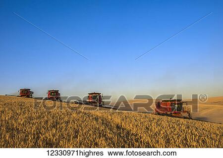 Stock Photograph - Combines Harvesting Grain In The Palouse Region Of Eastern Washington; Washington, United States Of America. Fotosearch