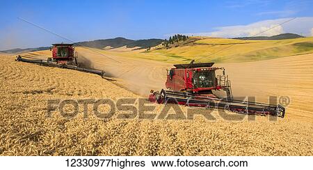 Stock Photograph - Combines Harvesting Grain In The Palouse Region Of Eastern Washington; Washington, United States Of America. Fotosearch