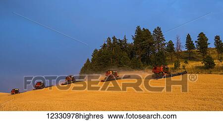 Combines Harvesting Grain In The Palouse Region Of Eastern Washington; Washington, United States Of America View Large Photo Image Stock Photograph - Combines Harvesting Grain In The Palouse Region Of Eastern Washington; Washington, United States Of America. Fotosearch