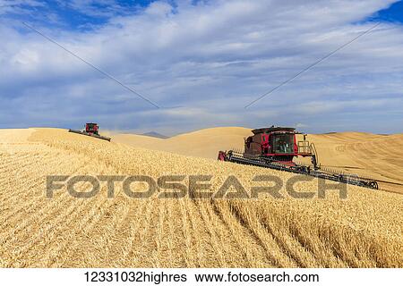 Combines Harvesting Wheat In The Palouse Region Of Eastern Washington; Washington, United States Of America View Large Photo Image Stock Photograph - Combines Harvesting Wheat In The Palouse Region Of Eastern Washington; Washington, United States Of America. Fotosearch
