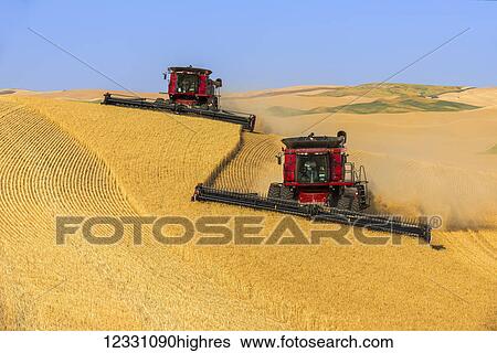 Stock Photograph - Combines Harvesting Wheat In The Palouse Region Of Easter Washington; Washington, United States Of America. Fotosearch