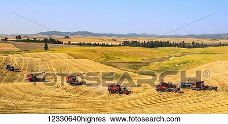 Combines Offloading Harvested Grain Into Grain Carts In Eastern Washington; Washington, United States Of America View Large Photo Image Stock Photograph - Combines Offloading Harvested Grain Into Grain Carts In Eastern Washington; Washington, United States Of America. Fotosearch