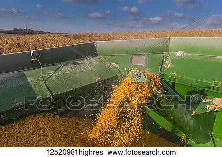 Corn pours into hopper on combine during corn harvest; Minnesota, United States of America View Large Photo Image Stock Photograph - Corn pours into hopper on combine during corn harvest; Minnesota, United States of America. Fotosearch