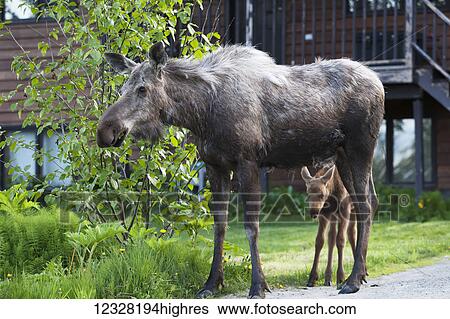 Cow And Calf Moose In A Residential Front Lawn, Homer, Southcentral Alaska, USA View Large Photo Image Stock Photograph - Cow And Calf Moose In A Residential Front Lawn, Homer, Southcentral Alaska, USA. Fotosearch