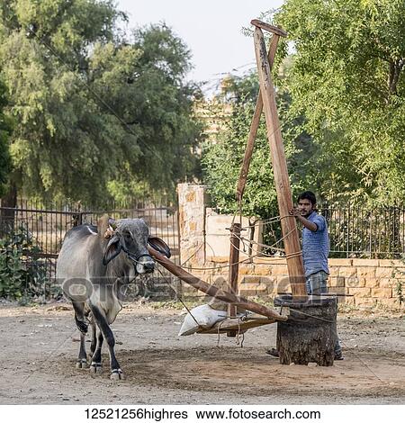 Stock Photograph - Cow walks in a circle to turn a piece of manmade equipment; Jaisalmer, Rajasthan, India. Fotosearch