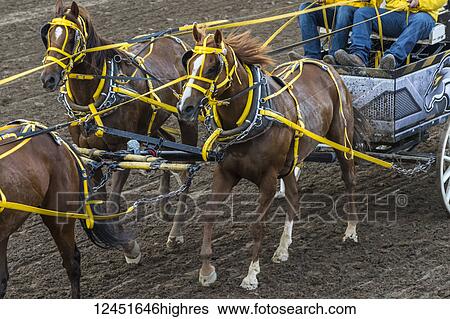 Cowboys riding in a carriage behind a team of horses at the Calgary Stampede; Calgary, Alberta, Canada View Large Photo Image Stock Photograph - Cowboys riding in a carriage behind a team of horses at the Calgary Stampede; Calgary, Alberta, Canada. Fotosearch