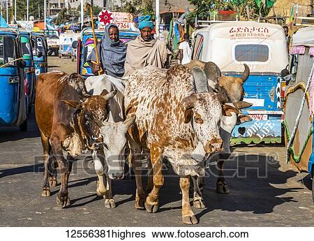Stock Photograph - Cows at the open air market; Bahir Dar, Amhara Region, Ethiopia. Fotosearch