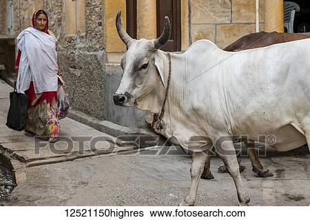 Cows in the street and an Indian woman walking with shopping bags, Jaisalmer Fort; Jaisalmer, Rajasthan, India View Large Photo Image Stock Photograph - Cows in the street and an Indian woman walking with shopping bags, Jaisalmer Fort; Jaisalmer, Rajasthan, India. Fotosearch