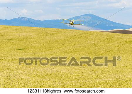 Crop Duster Spraying Herbicide On Fields Of Garbanzo Beans In The Palouse Region Of Eastern Washington; Washington, United States Of America View Large Photo Image Stock Photograph - Crop Duster Spraying Herbicide On Fields Of Garbanzo Beans In The Palouse Region Of Eastern Washington; Washington, United States Of America. Fotosearch