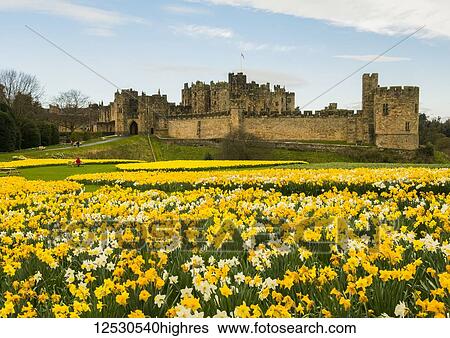 Stock Photograph - Daffodils at Alnwick Castle; Alnwick, 0rthumberland, England. Fotosearch