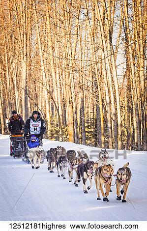 Stock Photograph - Dallas Seavey and sled dog team running through Goose Lake Park, Iditarod 2014 Ceremonial Start, South-central Alaska in winter; Anchorage, Alaska, United States of America. Fotosearch