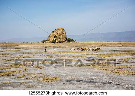 Stock Photograph - Datoga tribesman herding goats near Lake Eyasi; Tanzania. Fotosearch