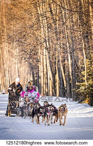 Stock Photograph - DeeDee Jonrowe and sled dog team running through Goose Lake Park, Iditarod 2014 Ceremonial Start, South-central Alaska in winter; Anchorage, Alaska, United States of America. Fotosearch