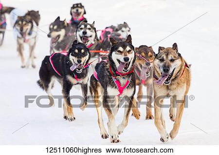 Stock Photograph - DeeDee Jonrowe's sled dog team running through Goose Lake Park, Iditarod 2014 Ceremonial Start, South-central Alaska in winter; Anchorage, Alaska, United States of America. Fotosearch