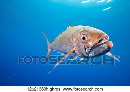 Stock Photograph - Deepwater Longtail Red Snapper (Etelis coruscans), is also called Ruby Snapper or Scarlet Snapper, but is better known by its Japanese name, Onaga. This fish lives in depths ranging from 700 to 900 feet; Yap, Micronesia. Fotosearch