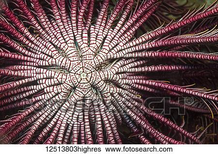 Stock Photograph - Detail of the center branching arms of a Crinoid or Feather Star (Lamprometra klunzingeri) open and feeding on plankton at night; Philippines. Fotosearch