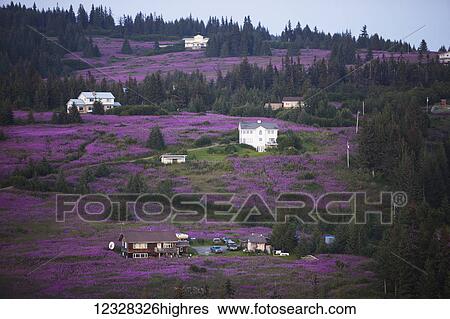 Stock Photograph - Diamond Ridge Residential Area Surrounded By Fireweed, Homer, Southcentral Alaska, USA. Fotosearch