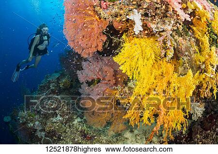 Stock Photograph - Diver along a drop off covered with gorgonian and alcyonarian coral; Fiji. Fotosearch