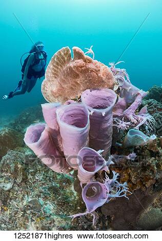 Stock Photograph - Diver and a Commerson's frogfish (Antennarius commersoni) perched on a tube sponge off Apo Island; Philippines. Fotosearch