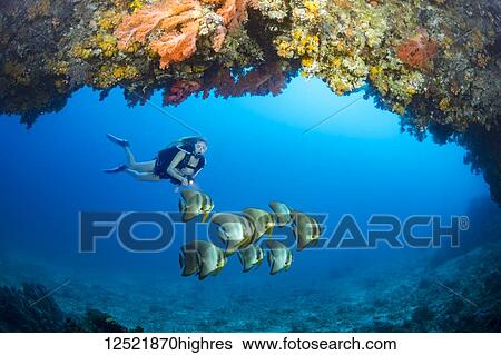 Diver and a school of Dusky batfish (Platax pinnatus) at the entrance to a cavern with alcyonarian coral off the island of Gato, Bohol Sea; Philippines View Large Photo Image Stock Photograph - Diver and a school of Dusky batfish (Platax pinnatus) at the entrance to a cavern with alcyonarian coral off the island of Gato, Bohol Sea; Philippines. Fotosearch
