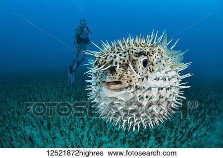 Stock Photograph - Diver and a Spotted porcupinefish (Diodon hystrix); Hawaii, United States of America. Fotosearch