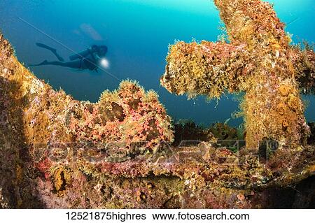 Stock Photograph - Diver and a well camouflaged Commerson's frogfish (Antennarius commersoni) perched at the bow of the wreck of the Alma Jane off Sabang Beach; Puerto Galera, Mindoro, Philippines.. Fotosearch