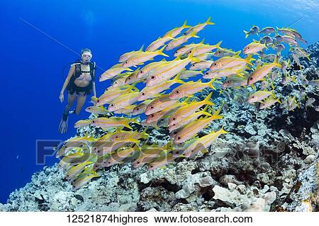 Diver and schooling Yellowfin goatfish (Mulloidichthys vanicolensis); Yap, Micronesia View Large Photo Image Stock Photograph - Diver and schooling Yellowfin goatfish (Mulloidichthys vanicolensis); Yap, Micronesia. Fotosearch