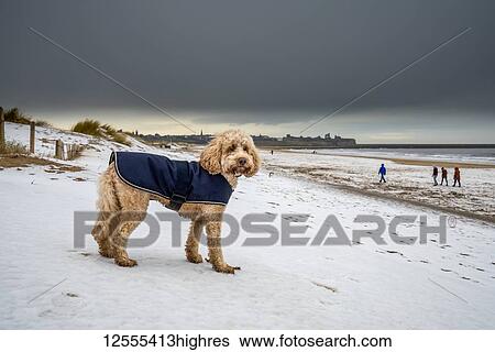 Dog wearing coat on a snowy beach along the coast; South Shields, Tyne and Wear, England View Large Photo Image Stock Photograph - Dog wearing coat on a snowy beach along the coast; South Shields, Tyne and Wear, England. Fotosearch