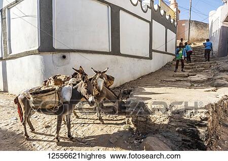 Stock Photograph - Donkeys on a street in Harar Jugol, the Fortified Historic Town; Harar, Harari Region, Ethiopia. Fotosearch