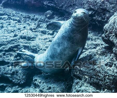 Stock Photograph - Endangered Hawaiian Monk Seal (Neomonachus schauinslandi) posing on the lava rock that is the submarine base of Pyramid Point of Lehua Rock located at the north end of Ni'ihau Island, Hawaii, USA during the spring; Hawaii, United States of America. Fotosearch