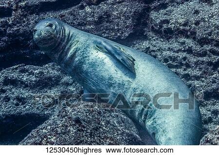 Stock Photograph - Endangered Hawaiian Monk Seal (Neomonachus schauinslandi) posing on the lava rock that is the submarine base of Pyramid Point of Lehua Rock located at the north end of Ni'ihau Island, Hawaii, USA during the spring; Hawaii, United States of America. Fotosearch