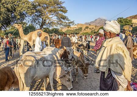 Stock Photograph - Eritrean cattle herder at the Monday livestock market; Keren, Anseba Region, Eritrea. Fotosearch