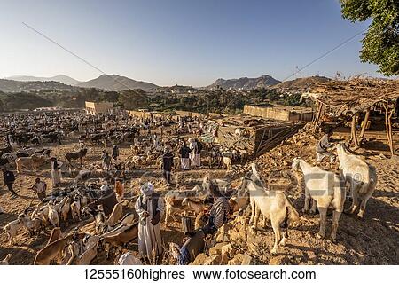 Stock Photograph - Eritrean herders with goat and sheep at the Monday livestock market; Keren, Anseba Region, Eritrea. Fotosearch