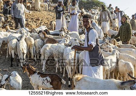 Stock Photograph - Eritrean herders with goats and sheep at the Monday livestock market; Keren, Anseba Region, Eritrea. Fotosearch