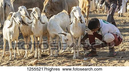 Eritrean herders with goats and sheep at the Monday livestock market; Keren, Anseba Region, Eritrea View Large Photo Image Stock Photograph - Eritrean herders with goats and sheep at the Monday livestock market; Keren, Anseba Region, Eritrea. Fotosearch