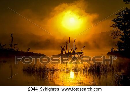 Stock Photograph - Fallen Tree In Misty Sunrise At Shubenacadie, Grand Lake, Oakfield Provincial Park, Nova Scotia. Fotosearch