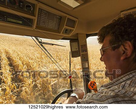 Stock Photograph - Farmer in a combine harvesting corn, near Nerstrand; Minnesota, United States of America. Fotosearch