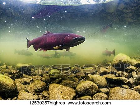 Female Chinook Salmon, also known as King Salmon (Oncorhynchus tshawytscha) prior to spawning in a tributary of the Deshka River, South-central Alaska; Alaska, United States of America View Large Photo Image Stock Photograph - Female Chinook Salmon, also known as King Salmon (Oncorhynchus tshawytscha) prior to spawning in a tributary of the Deshka River, South-central Alaska; Alaska, United States of America. Fotosearch