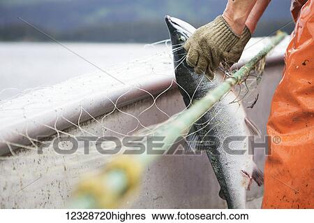 Stock Photograph - Female set-net fisherman commercially harvesting red salmon at her set-net site near Seldovia, South-central Alaska; Alaska, United States of America. Fotosearch