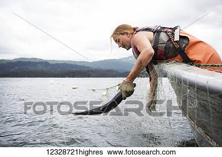 Stock Photograph - Female set-net fisherman commercially harvesting red salmon at her set-net site near Seldovia, Southcentral Alaska, USA. Fotosearch