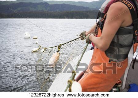 Stock Photograph - Female set-net fisherman commercially harvesting red salmon at her set-net site near Seldovia, South-central Alaska; Alaska, United States of America. Fotosearch