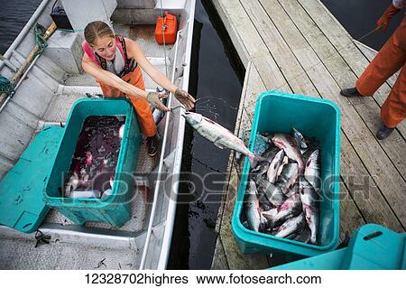 Stock Photograph - Female set-net fisherman delivering commercially caught red salmon to the dock from her set-net skiff; Seldovia, Alaska, United States of America. Fotosearch