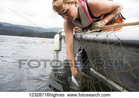 Stock Photograph - Female set-netter picks red salmon from her net near Seldovia, South-central Alaska; Alaska, United States of America. Fotosearch