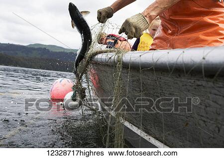Stock Photograph - Female set-netter picks red salmon from her net near Seldovia, South-central Alaska; Alaska, United States of America. Fotosearch