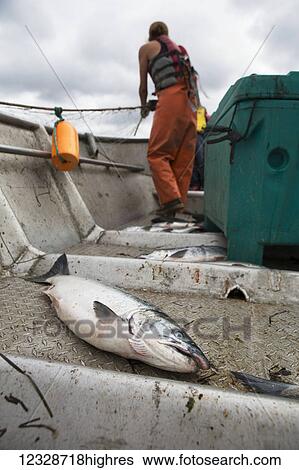Stock Photograph - Female set-netter picks red salmon from her net near Seldovia, South-central Alaska; Alaska, United States of America. Fotosearch