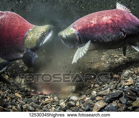 Female Sockeye Salmon, also known as Red Salmon (Oncorhynchus nerka), covers her redd immediately after spawning as the male guards in an Alaskan stream during the summer. Sperm that has not drifted downstream clouds the water above the redd; Alaska,... View Large Photo Image Stock Photograph - Female Sockeye Salmon, also known as Red Salmon (Oncorhynchus nerka), covers her redd immediately after spawning as the male guards in an Alaskan stream during the summer. Sperm that has not drifted downstream clouds the water above the redd; Alaska,.... Fotosearch