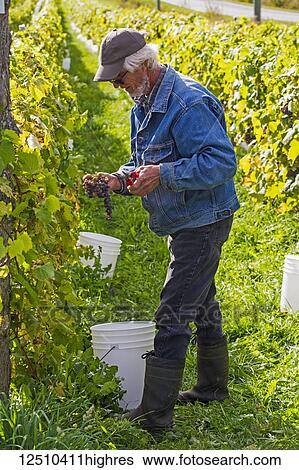 Stock Photograph - Field worker harvesting grapes; Shefford, Quebec, Canada. Fotosearch