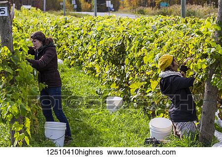 Stock Photograph - Field workers harvesting grapes; Shefford, Quebec, Canada. Fotosearch
