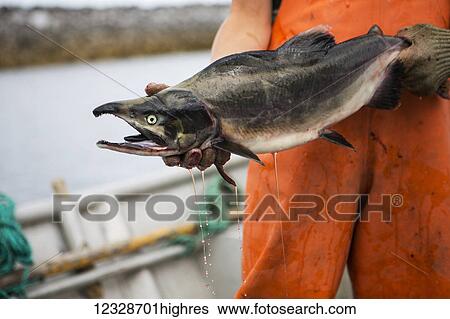 Stock Photograph - Fisherman holding a spawned out salmon to the dock; Seldovia, Alaska, United States of America. Fotosearch